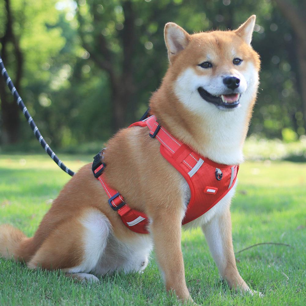 Furry Delight