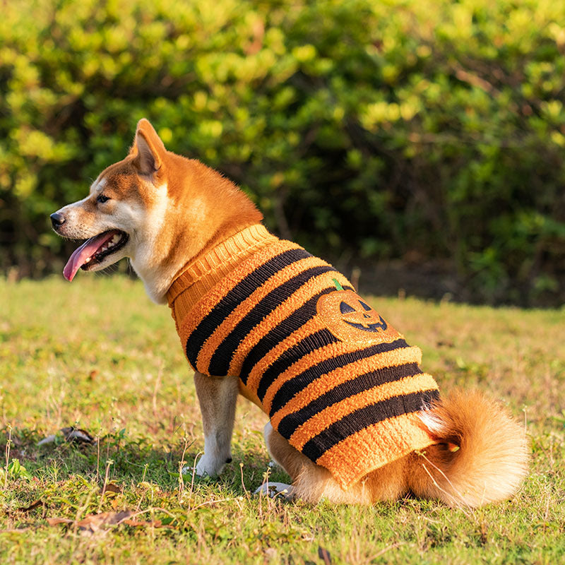 Furry Delight